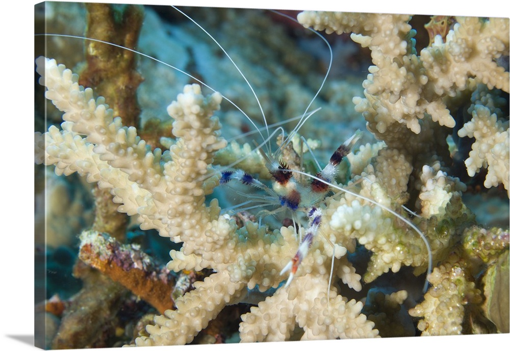Banded coral shrimp amongst staghorn coral, Papua New Guinea.