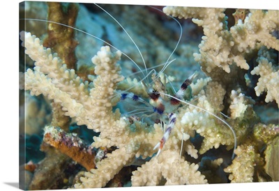 Banded coral shrimp amongst staghorn coral, Papua New Guinea