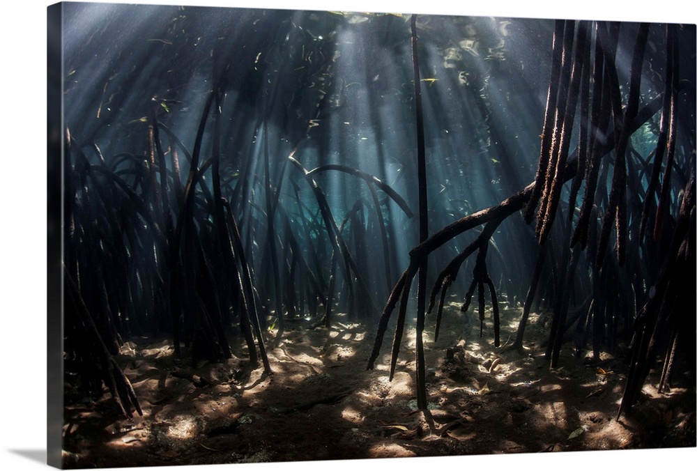 Beams of sunlight filter among the prop roots of a mangrove forest.
