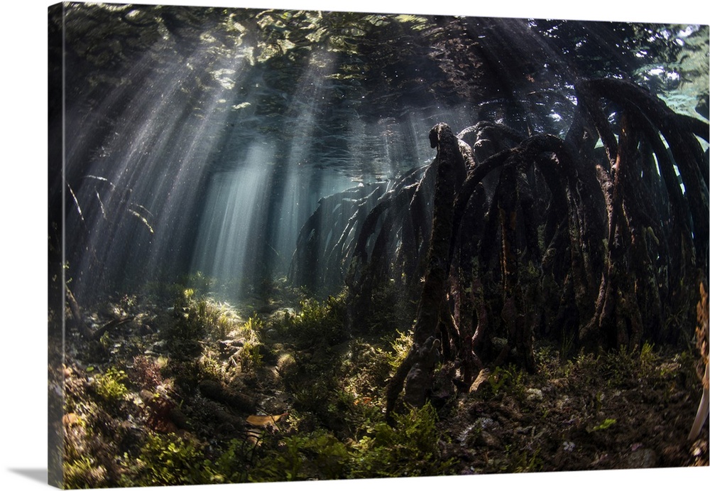 Beams of sunlight pierce the shadows of a blue water mangrove forest in Raja Ampat.