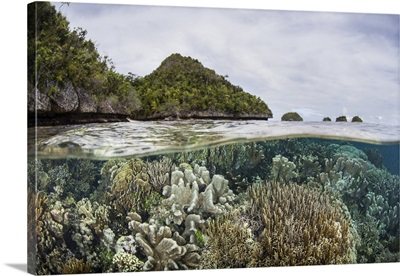 Beautiful Coral Reef Thrives Around An Island In A Remote Part Of Raja Ampat, Indonesia