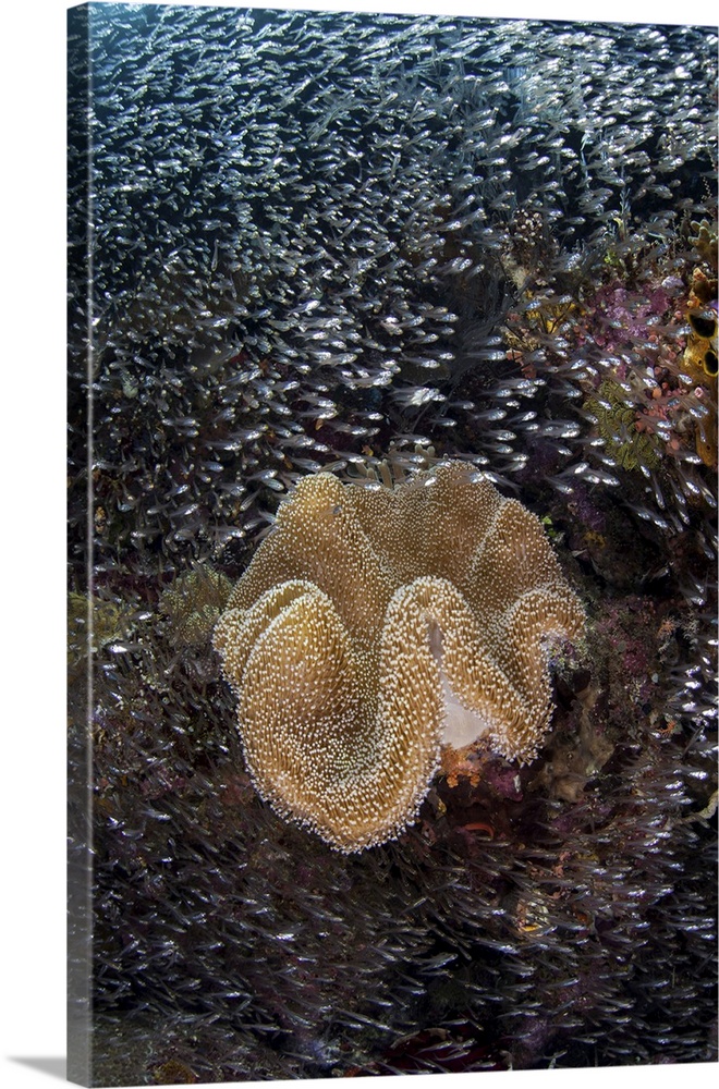 Beautiful mushroom coral and reef fish thrive amid the tropical islands of Raja Ampat, Indonesia.