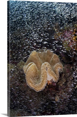 Beautiful Mushroom Coral And Reef Fish Amid The Islands Of Raja Ampat, Indonesia