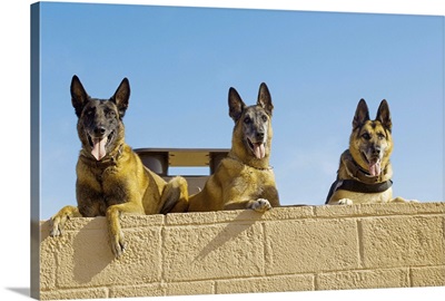 Belgian Malinois and German Shephard military working dogs