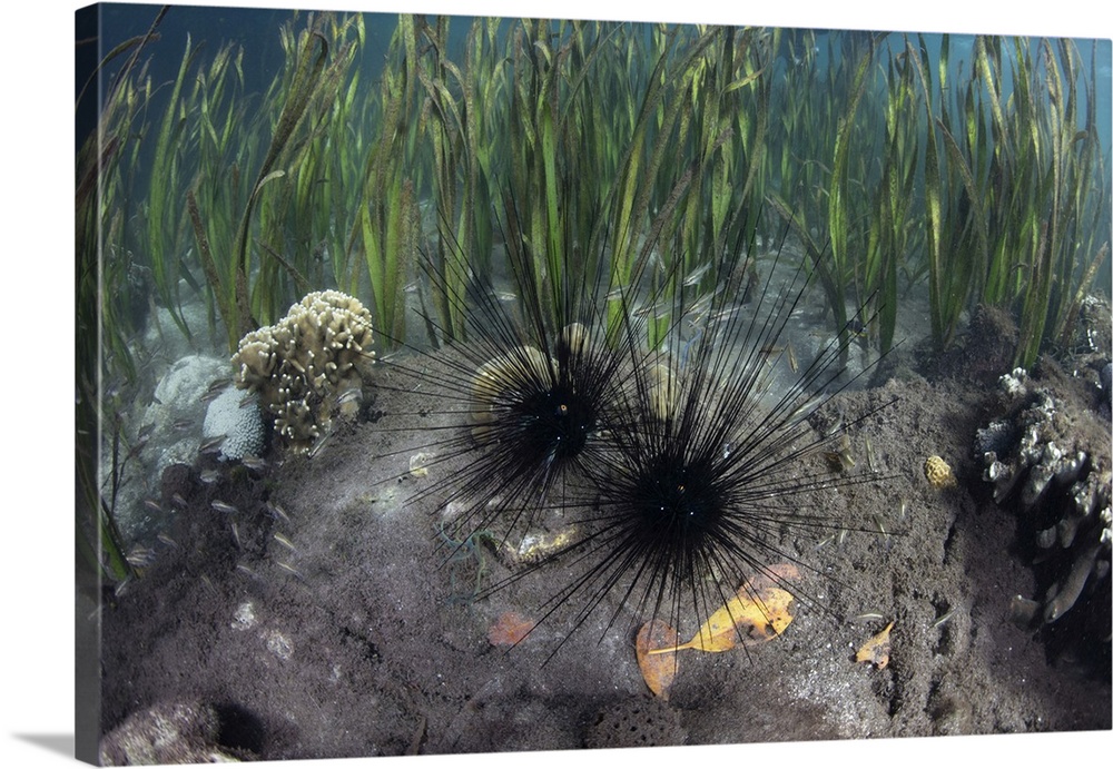 Black spiny urchins feed on algae in Komodo National Park, Indonesia.