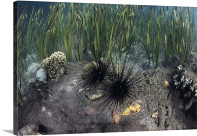 Black Spiny Urchins Feed On Algae In Komodo National Park, Indonesia