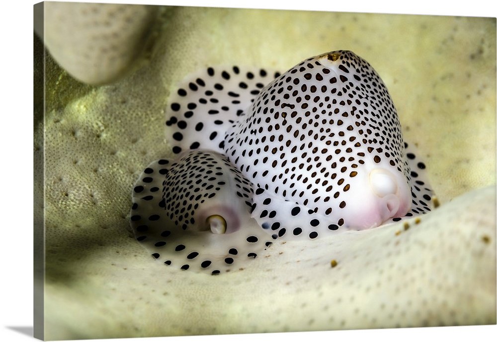 Black-spotted egg cowrie, Bohol Sea, Philippines.