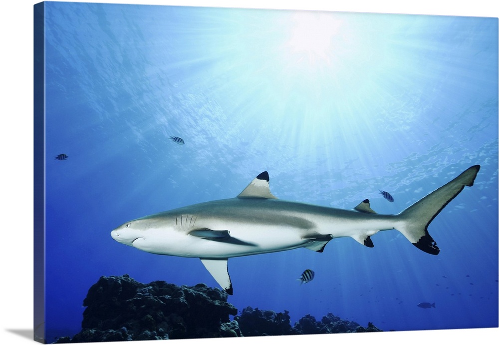 Blacktip reef shark, Yap, Micronesia.