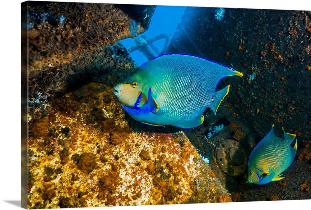 Blue angelfish swim throughout the USTS Texas Clipper shipwreck.