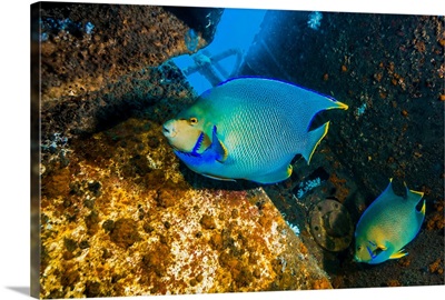 Blue angelfish swim throughout the USTS Texas Clipper shipwreck