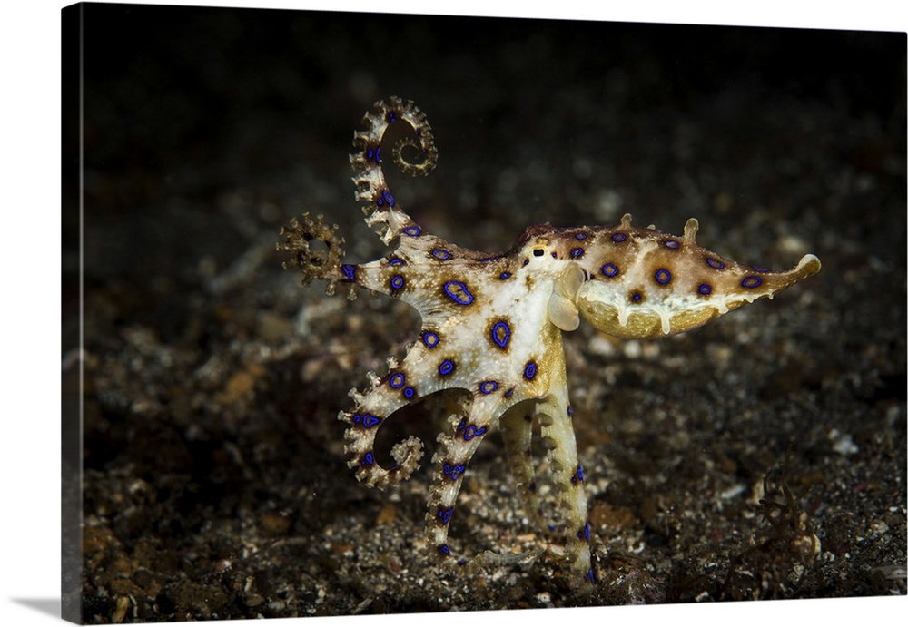 Blue ringed octopus hunting, Lembeh Strait, Indonesia.