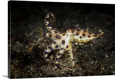 Blue ringed octopus hunting, Lembeh Strait, Indonesia