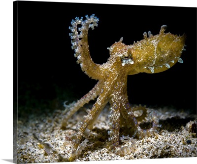 Blue-Ringed Octopus In Defensive Stance, Anilao, Philippines