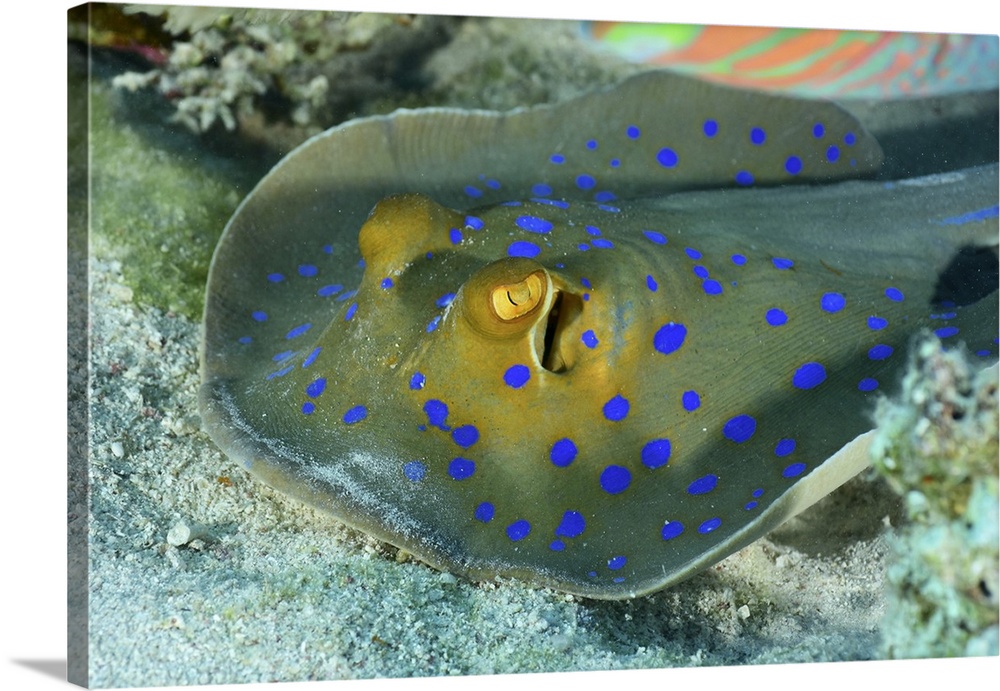 Blue-spotted stingray, Red Sea, Egypt.