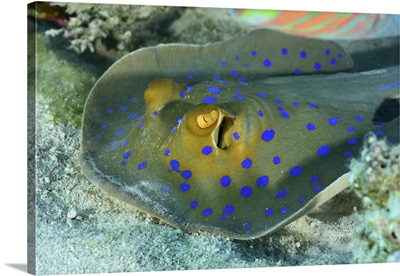 Blue-Spotted Stingray, Red Sea, Egypt
