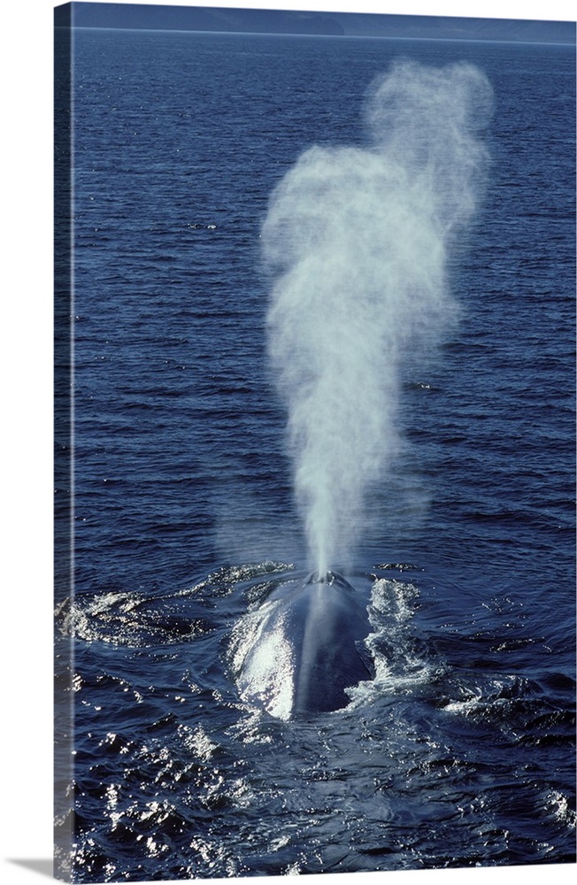 Blue whale (Balaenoptera musculus) photographed in the Gulf of California, Mexico.