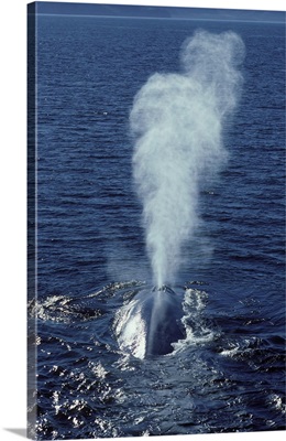 Blue whale photographed in the Gulf of California, Mexico.
