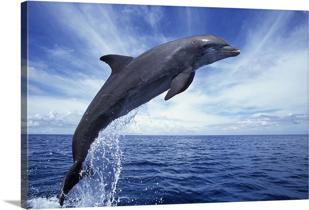 Bottlenose dolphin (Tursiops truncatus) in the Caribbean, off Roatan Island, Honduras.