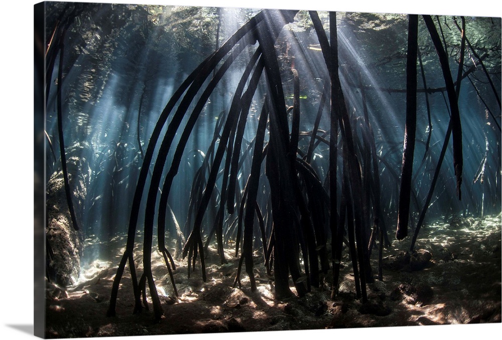 Bright beams of sunlight filter among the prop roots of a mangrove forest.