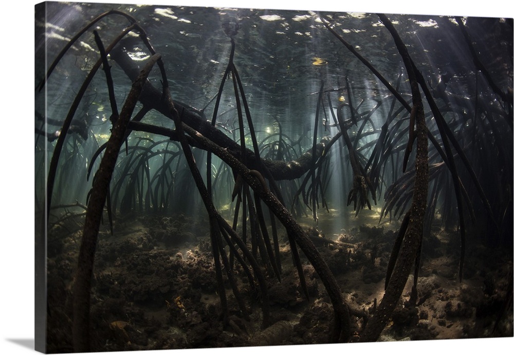 Bright sunbeams filter into the shadows of a mangrove forest in Komodo National Park.