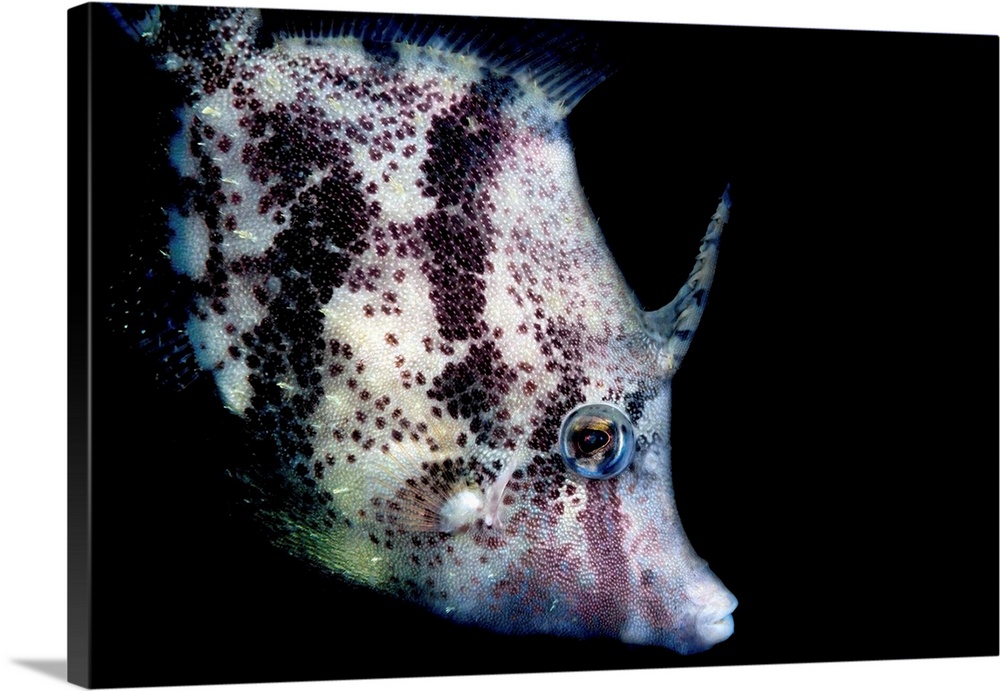 Bristle-tail filefish feeding, Pulau Hantu, Singapore.