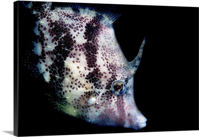 Bristle-Tail Filefish Feeding, Pulau Hantu, Singapore