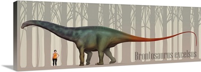 Brontosaurus excelsus size compatison to an adult woman