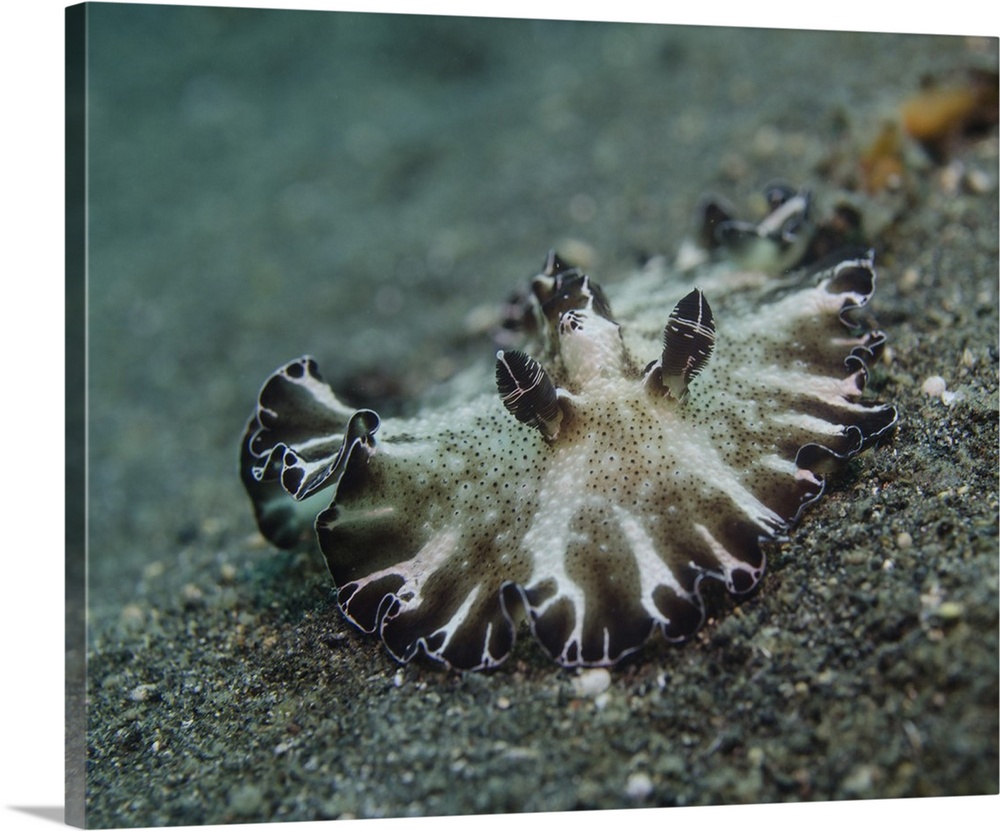 Brown and white nudibranch, Lembeh Strait, Indonesia.
