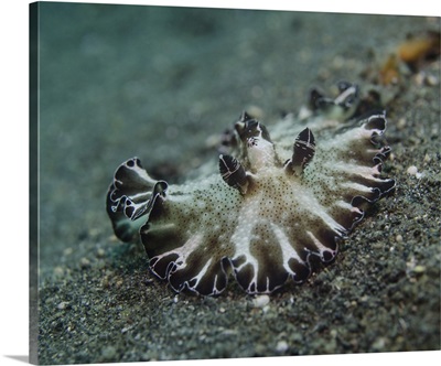 Brown and white nudibranch, Lembeh Strait, Indonesia