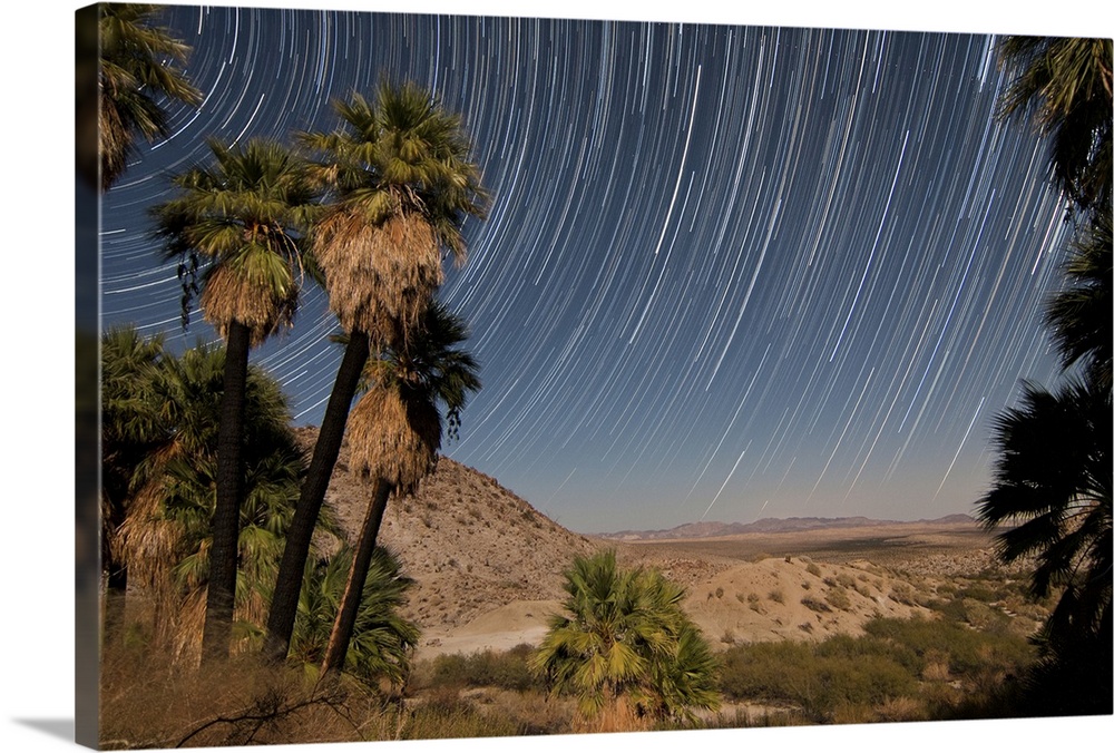 California Fan Palms and a mesquite grove offer a stark contrast to the barren desert landscape.