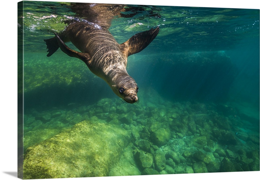 California sea lion in Isla Mujeres, Mexico.