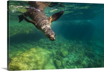 California sea lion in Isla Mujeres, Mexico