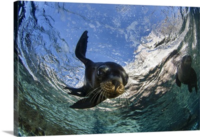 California sea lion playing at surface at Los Islotes near La Paz, Baja California.