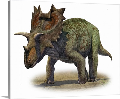 Ceratops montanus, a prehistoric era dinosaur