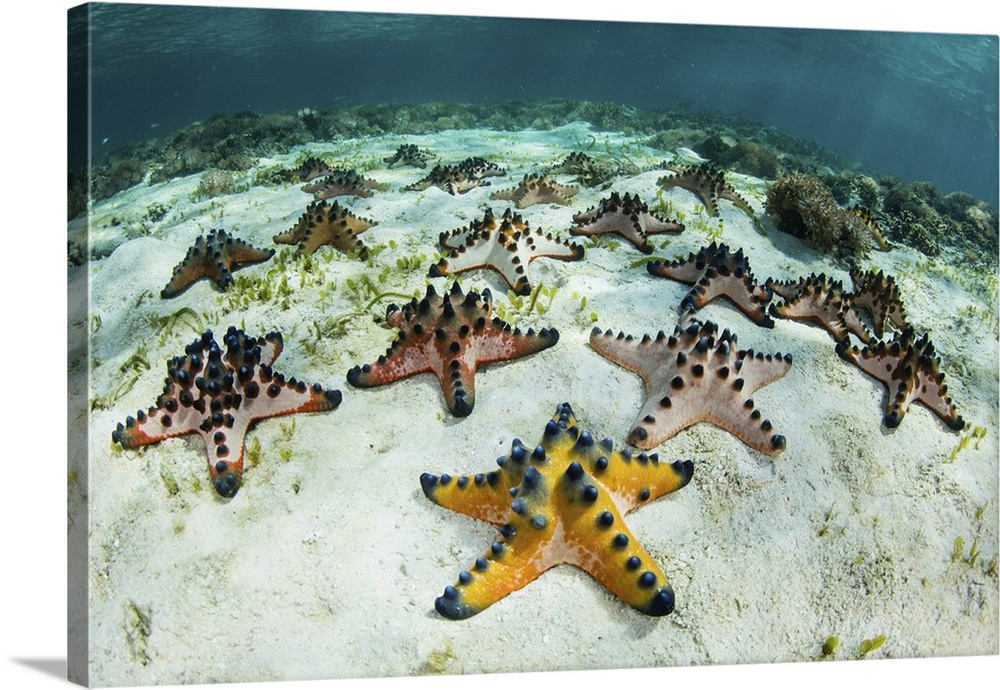 Chocolate chip starfish cling to the seafloor in Komodo National Park, Indonesia.