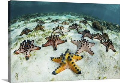 Chocolate chip starfish cling to the seafloor in Komodo National Park, Indonesia
