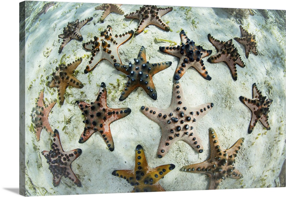 Chocolate chip starfish cling to the seafloor in Komodo National Park, Indonesia.
