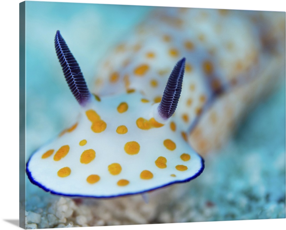 Chromodoris Annulata nudibranch, Red Sea, Egypt.