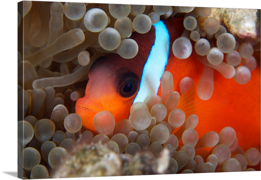 Cinnamon Clownfish (Amphiprion melanopus) in its host anemone.