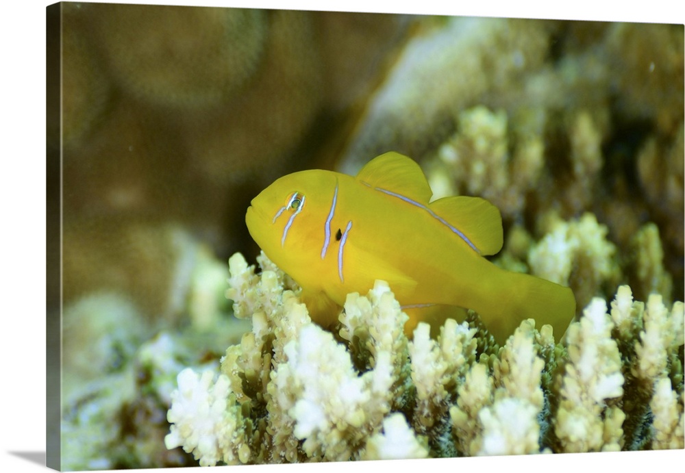 Citron goby (Gobiodon citrinus), Red Sea, Egypt.