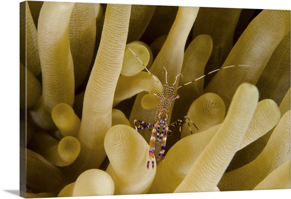 Cleaner shrimp on an anemone in Curacao.