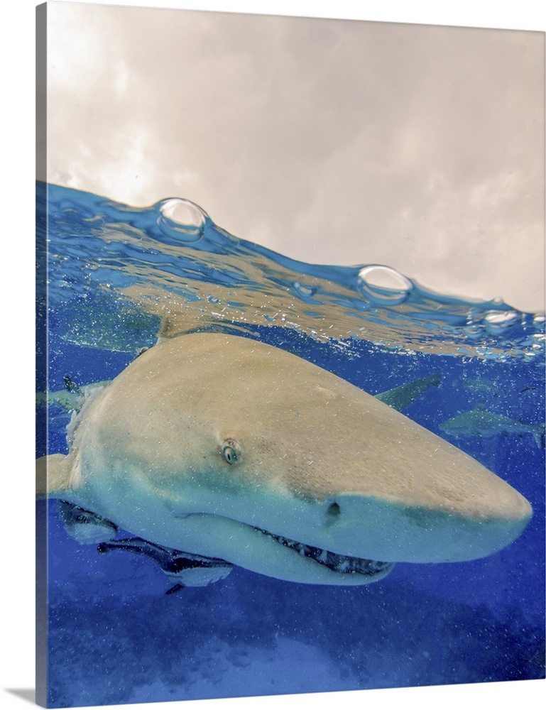 Close-up of a lemon shark, Tiger Beach, Bahamas.