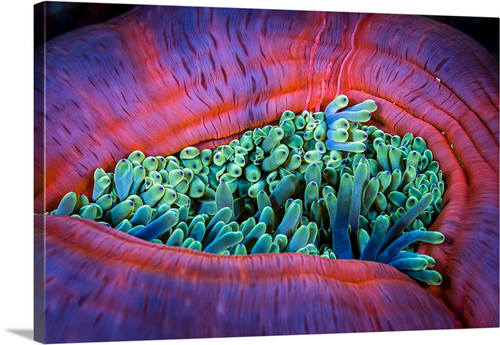 Close-up of a partially closed sea anemone in the Maldives.