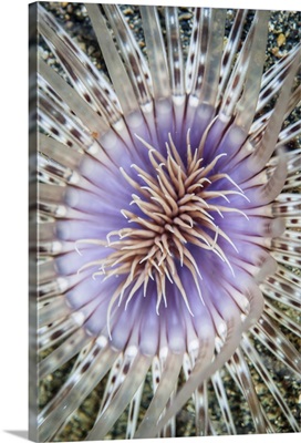 Close-up of a tube anemone