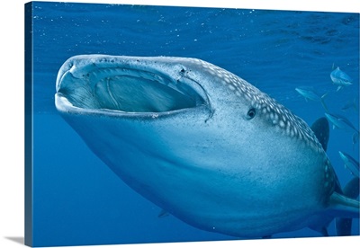 Close-up of a whale shark swimming with mouth open wide, Maldives.