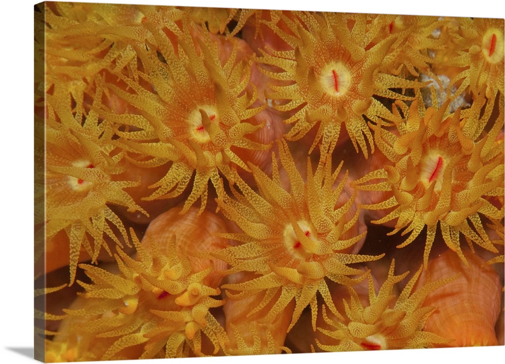 Close-up of orange cup coral in the Caribbean.