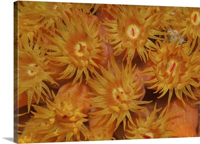 Close-up of orange cup coral in the Caribbean