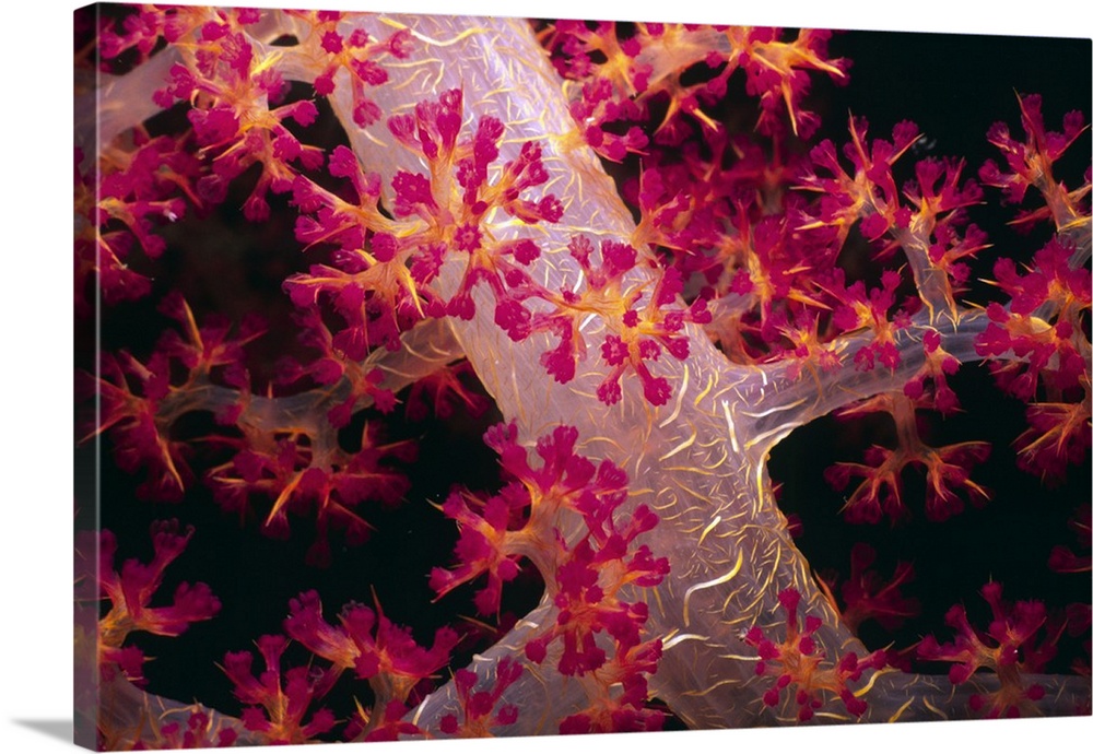 Close-up Of Soft Coral With Polyps Extended. Wall Art, Canvas Prints ...