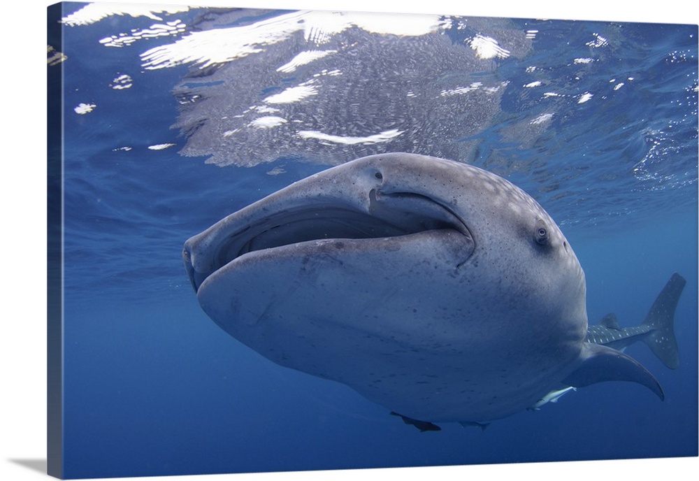 Close-up photo of a whale shark, Rhincodon typus, Cenderawasih Bay, Papua Province, Indonesia.