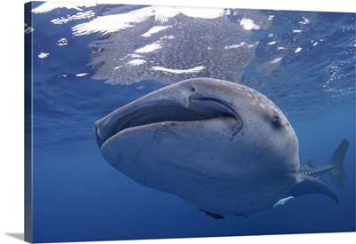 Close-up photo of a whale shark, Cenderawasih Bay, Papua Province, Indonesia.